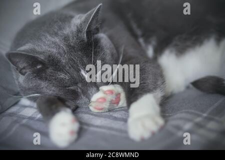 Un joli chat gris maison est rapidement endormi sur une couverture grise, avec son nez enfoui dans sa jambe arrière. Animaux. Banque D'Images