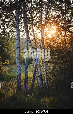 Les bouleaux au bord de la forêt sont illuminés de l'arrière par le soleil doré. Banque D'Images