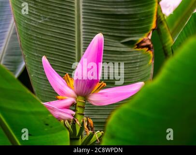 Fleur de banane rose en gros plan, espèce de plantes tropicales d'Australie Banque D'Images