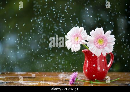 Gerbera fleurs en carafe avec pois sous la pluie avec fond vert naturel à l'extérieur Banque D'Images