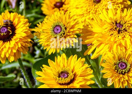 Rudbeckia Maya juillet fleurs de jardin Rudbeckia hirta Maya, Rudbeckias lit de fleurs jaunes dans le jardin fleuri Rudbeckia fleurit floraison Gloriosa Daisies Banque D'Images