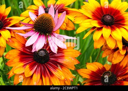 Rudbeckia Echinacea Rudbeckias Banque D'Images