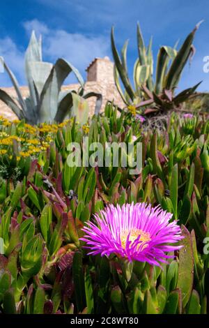 Plan vertical d'une fleur de porcface rose géante à un garez-vous avec des plantes d'agave floues en arrière-plan Banque D'Images