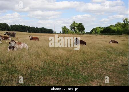 Vaches se reposant dans un champ Banque D'Images