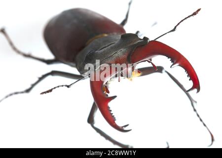 L'insecte de Lucanus cervus est répertorié dans le Livre rouge. Banque D'Images