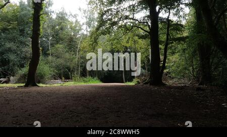 Route cachée dans la forêt verte Banque D'Images