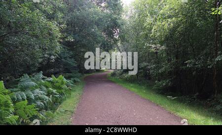 Route cachée dans la forêt verte Banque D'Images