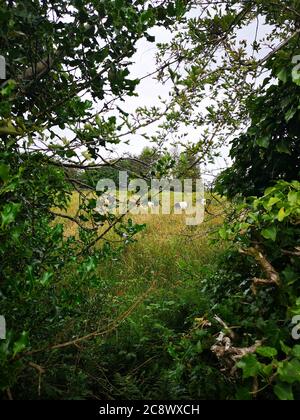 Les bovins Gallaway brés paisiblement paisiblement dans un champ couvert de hautes herbes et de fleurs d'été, vue sur le paysage de Galway, Irlande Banque D'Images