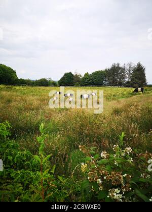 Les bovins Gallaway brés paisiblement paisiblement dans un champ couvert de hautes herbes et de fleurs d'été, vue sur le paysage de Galway, Irlande Banque D'Images
