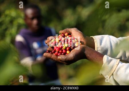 Nairobi, Kenya. 27 juillet 2020. Baies de café récoltées dans une ferme de la région de Chemegong, Nairobi.un kilogramme se vend à 0,4 USD dans les centres de traitement. Le coût de la vie au Kenya touche également les agriculteurs pendant la crise du coronavirus (COVID-19). Crédit : SOPA Images Limited/Alamy Live News Banque D'Images