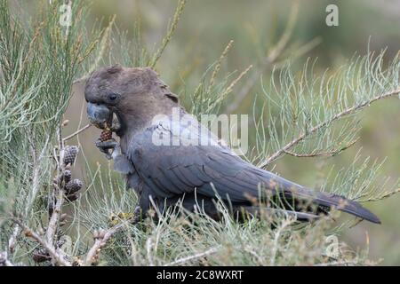 Cockatoo noir brillant homme. Banque D'Images