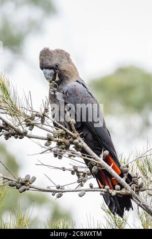 Cockatoo noir brillant homme. Banque D'Images