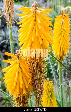 Kniphofia Mango Popsicle Torch Lily Banque D'Images