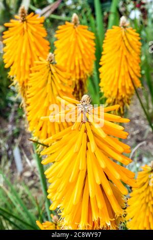 Kniphofia Mango Popsicle Torch Lily Banque D'Images