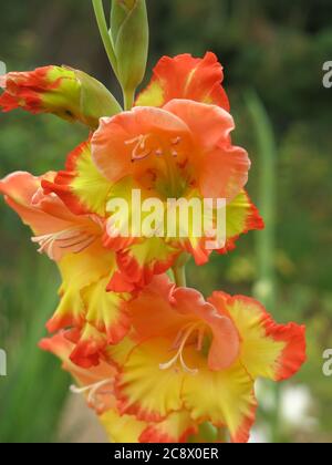 Issus de cormes, le gladioli fournit de grandes flèches de couleurs vives dans les plantations estivales du jardin ; gros plan d'une espèce jaune et orange vive Banque D'Images