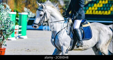 Cheval et cavalier en uniforme. Beau portrait blanc de cheval pendant la compétition de saut de sport équestre, espace de copie. Banque D'Images