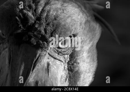 Shoebill ou Whalehead se tient seul. L'adulte est principalement gris tandis que les juvéniles sont plus bruns. Banque D'Images