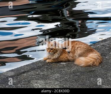 Chat de gingembre adulte en laisse se détendre à côté de la rivière Spree dans le parc Treptower, Mitte, Berlin Banque D'Images