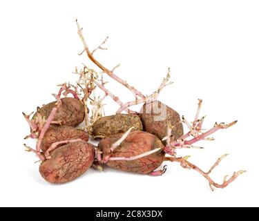 Vieux Rose pommes de terre germées isolé sur fond blanc. Choux de gros Banque D'Images