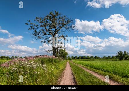 Route de campagne à travers le magnifique paysage naturel de la Campine d'Anvers en Belgique. Banque D'Images