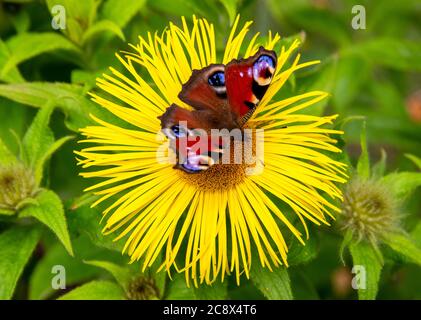 Un papillon de paon, Aglais io, le paon européen, se nourrit d'un Inula hookeri qui fleurit un jardin à Devon, au Royaume-Uni. Banque D'Images