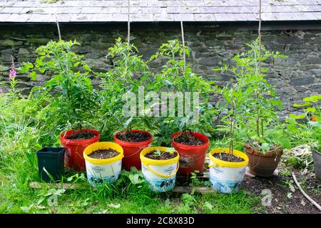 Les plants de tomates Moneymaker se développent dans une rangée de seaux en plastique recyclé contenant des minéraux qui poussent dans les zones rurales du pays de Galles, Royaume-Uni KATHY DEWITT Banque D'Images