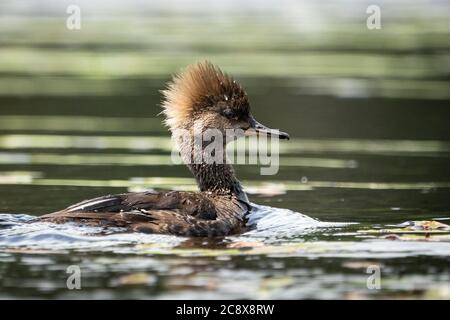 Femme Hooded Merganser nageant lentement sur un lac Banque D'Images