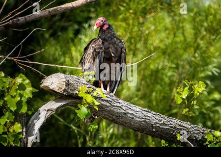 Vautour de la dinde perchée dans un arbre au bord du fleuve Saint-Laurent Banque D'Images