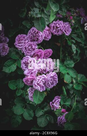 Les roses violettes fleurissent dans un jardin Banque D'Images
