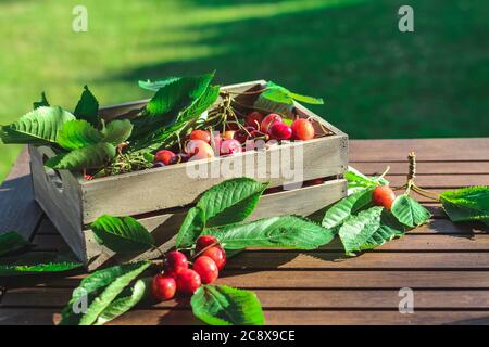 Cerises douces dans une boîte en bois sur une table de jardin Banque D'Images