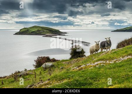 Hestan Island depuis Almorness point avec Herdwick Sheep Banque D'Images