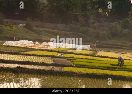 Duong Lam Vietnam 22/12/2013 champs ou pagays avec riz poussant dans des terres agricoles ouvertes Banque D'Images