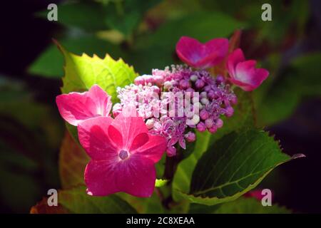 Capuchon en dentelle rose hortensia en lange Banque D'Images