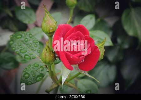 La pluie tombe sur les roses rouges Banque D'Images