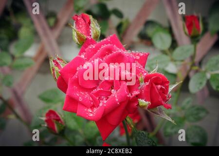 La pluie tombe sur les roses rouges Banque D'Images