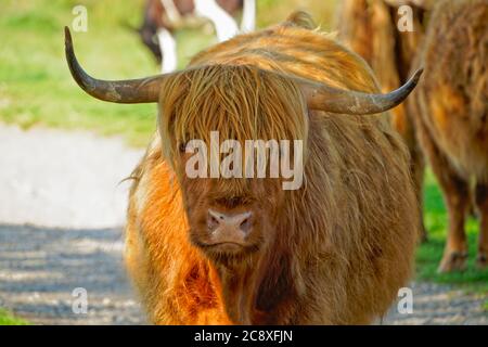 Gros plan d'une vache Highland debout à l'ombre dans le Derbyshire Peak District. Banque D'Images