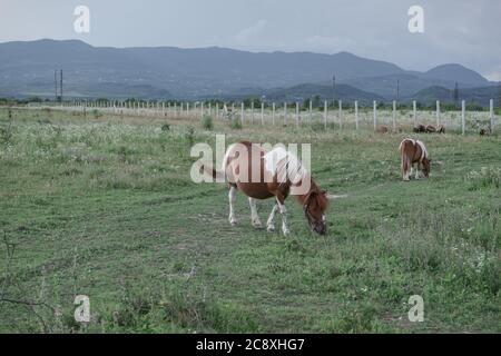 Poney Shetland enceinte dans la prairie magnifique paysage montagne fond. Banque D'Images