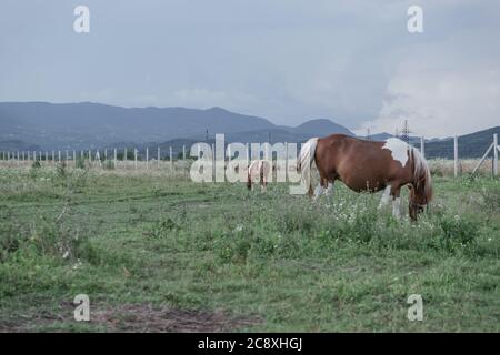 Poney Shetland enceinte dans la prairie magnifique paysage montagne fond. Banque D'Images