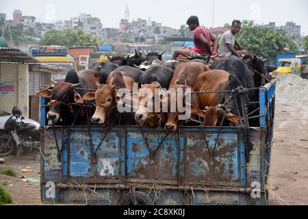 Les vendeurs de bétail déchargent des boeufs d'un camion près d'un marché de bétail avant le festival musulman d'Eid al-Adha ou le « Festival du sacrifice » à Dhaka, Banglade Banque D'Images