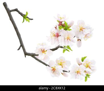 Amande fleur isolée. Branche d'amandiers au printemps avec fleurs d'amandiers blanches et bourgeons de feuilles isolés sur fond blanc Banque D'Images