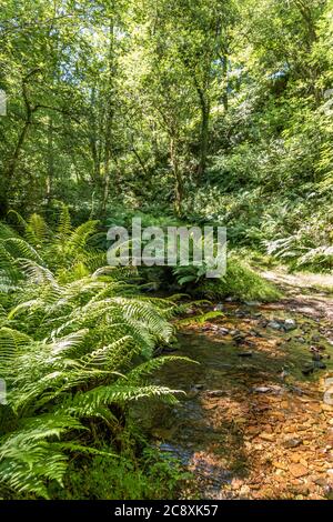 Fougères au bord d'un ruisseau par un sentier naturel dans Dunkery et Horner Wood National nature Reserve à Horner Wood sur le parc national d'Exmoor, Somerset Royaume-Uni Banque D'Images