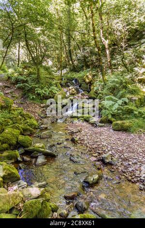 Un ruisseau à côté du sentier naturel dans la réserve naturelle nationale de Dunkery et Horner Wood à Horner Wood, dans le parc national d'Exmoor, Somerset, Royaume-Uni Banque D'Images