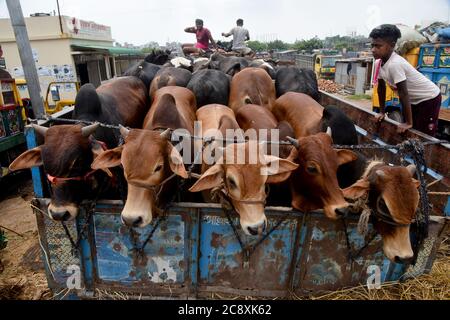 Les vendeurs de bétail déchargent des boeufs d'un camion près d'un marché de bétail avant le festival musulman d'Eid al-Adha ou le « Festival du sacrifice » à Dhaka, Banglade Banque D'Images