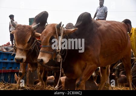 Les vendeurs de bétail déchargent des boeufs d'un camion près d'un marché de bétail avant le festival musulman d'Eid al-Adha ou le « Festival du sacrifice » à Dhaka, Banglade Banque D'Images