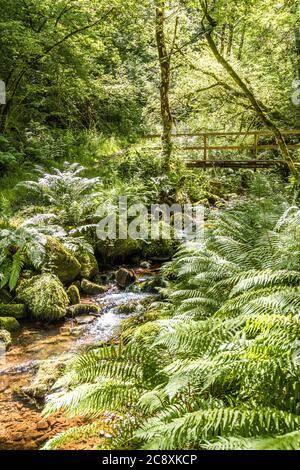 Une passerelle au-dessus d'un ruisseau à côté du sentier naturel dans la réserve naturelle nationale de Dunkery et Horner Wood à Horner Wood, dans le parc national d'Exmoor, Somerset Banque D'Images