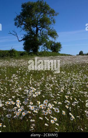 Pâquerettes d'Oxeyed dans le champ de prairie,Oxfordshire,Angleterre Banque D'Images