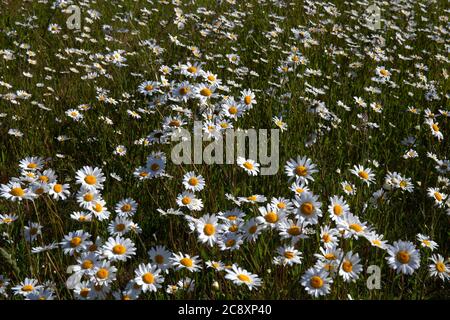 Pâquerettes d'Oxeye dans la prairie de champ, Oxfordshire, Angleterre Banque D'Images