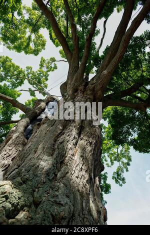 Fonthill Ontario Canada, The Comfort Maple, l'un des plus vieux arbres du Canada âgés de plus de 450 ans. Banque D'Images