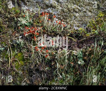Soldat britannique Lichens Nom latin Cladonia Cristatella. Banque D'Images