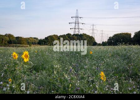 Tournesols dans un champ dans le Lee Valley Country Park, près de Cheshunt, Hertfordshire Banque D'Images